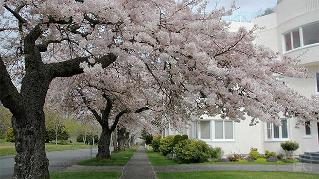 Spring has arrived in Victoria!
